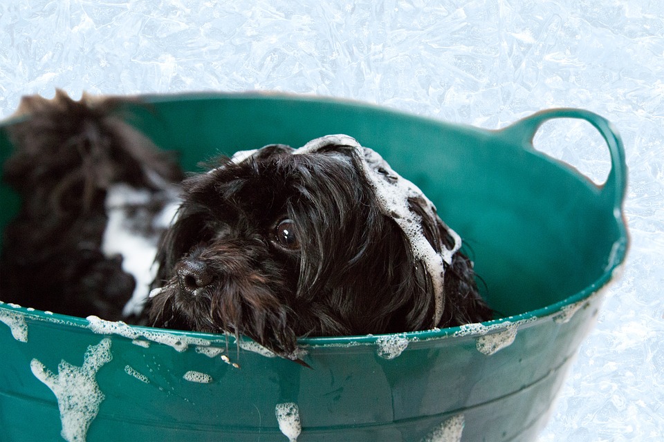 Shampoobar, besser für die Umwelt